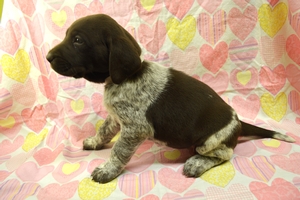 Chocolate & White Female