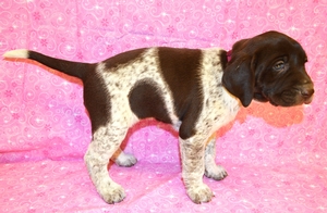 Chocolate & White Female 