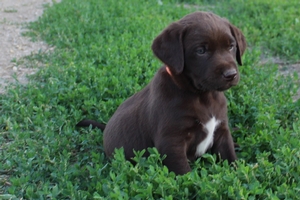 Chocolate Male with White