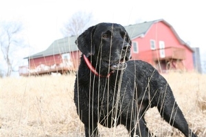 Duke