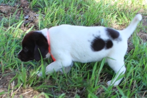 Chocolate and White Female 2