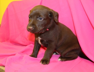 Chocolate Female Hybrid Labrador Puppy
