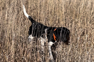 Black and White Male