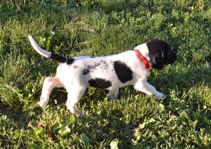 Black and White Male