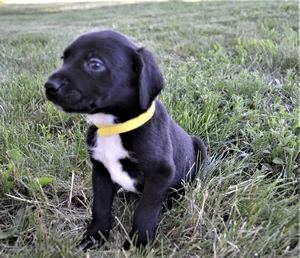 Black Male With Large Patch