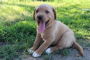 New Litter Arrived 5/22/2019