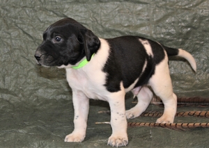 black and White Male