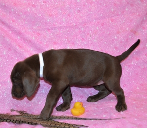 Chocolate Female