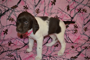 Chocolate and white Female