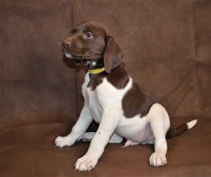 Chocolate and White Male
