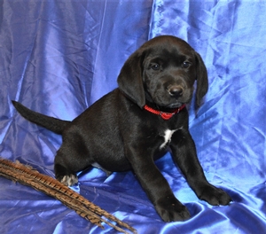 Black Male
