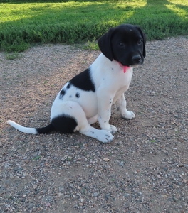 Black and White Female