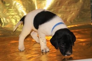 Black and White Male
