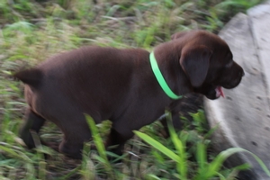 Chocolate Male with white 5