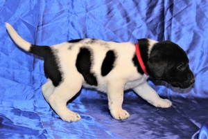 Black and White Male