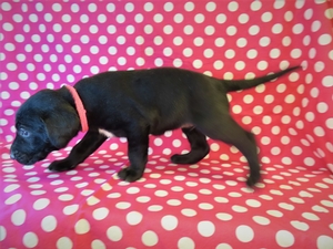 Black Female