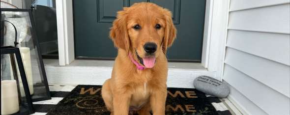 Golden Retriever Puppies For Sale in Minnesota