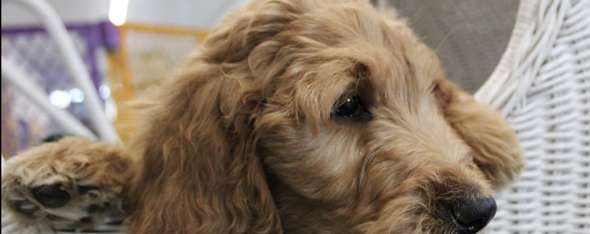 Goldendoodle Puppies For Sale in Minnesota