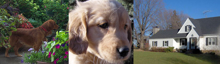 Golden Retriever Current Litter