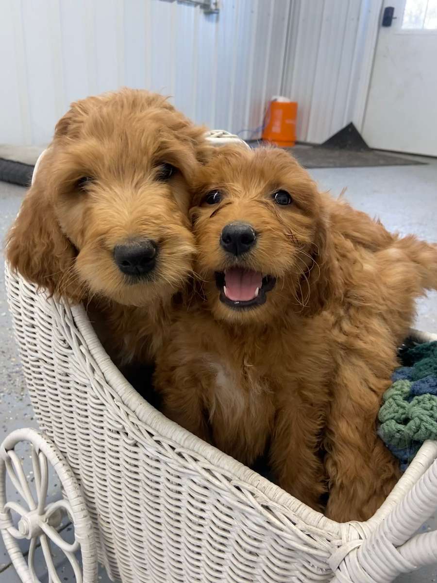 Goldendoodle Puppies