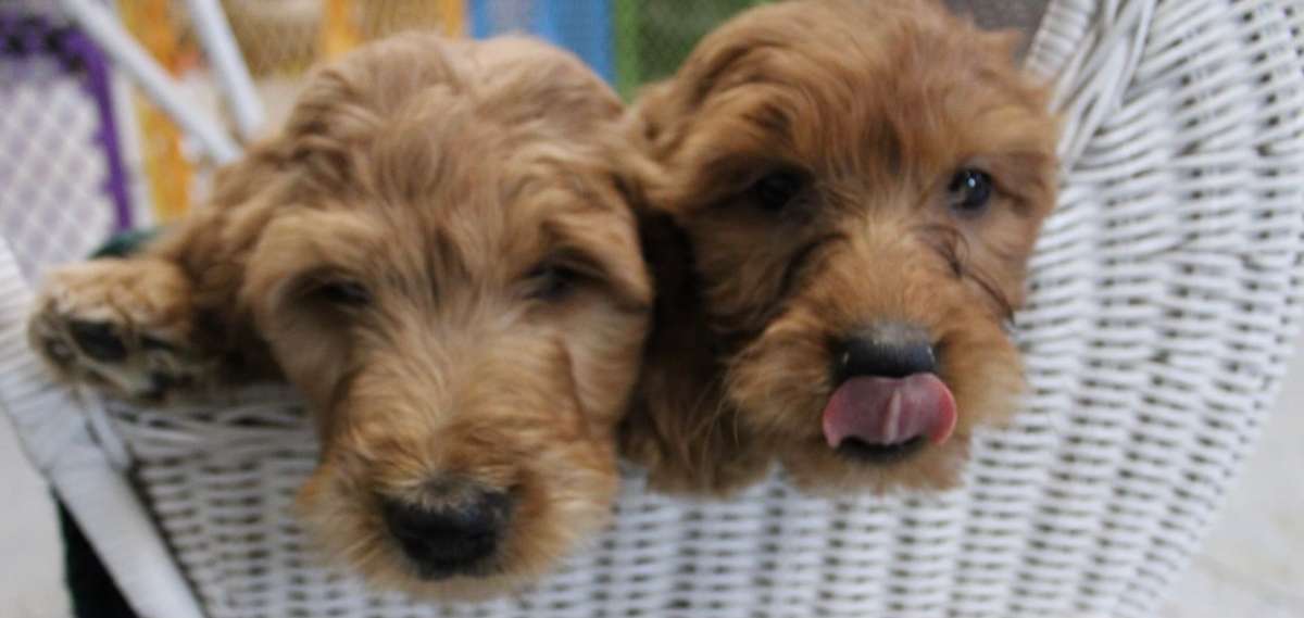 Goldendoodle Puppies