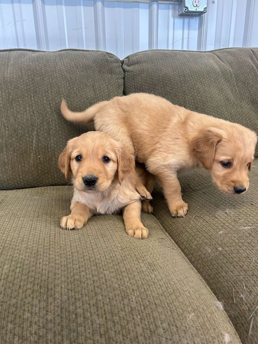 Golden Retriever Litter in MN