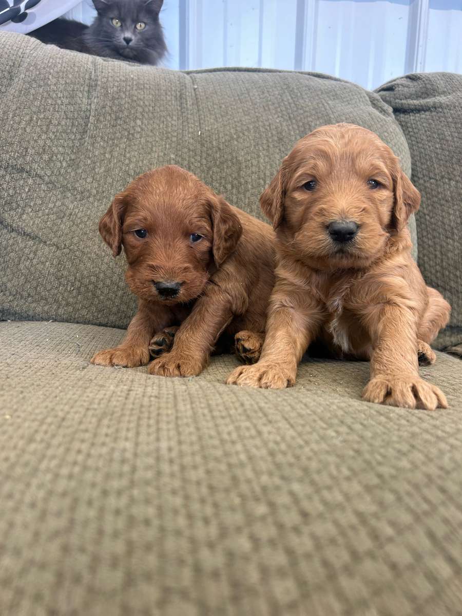 Goldendoodle Litter in MN