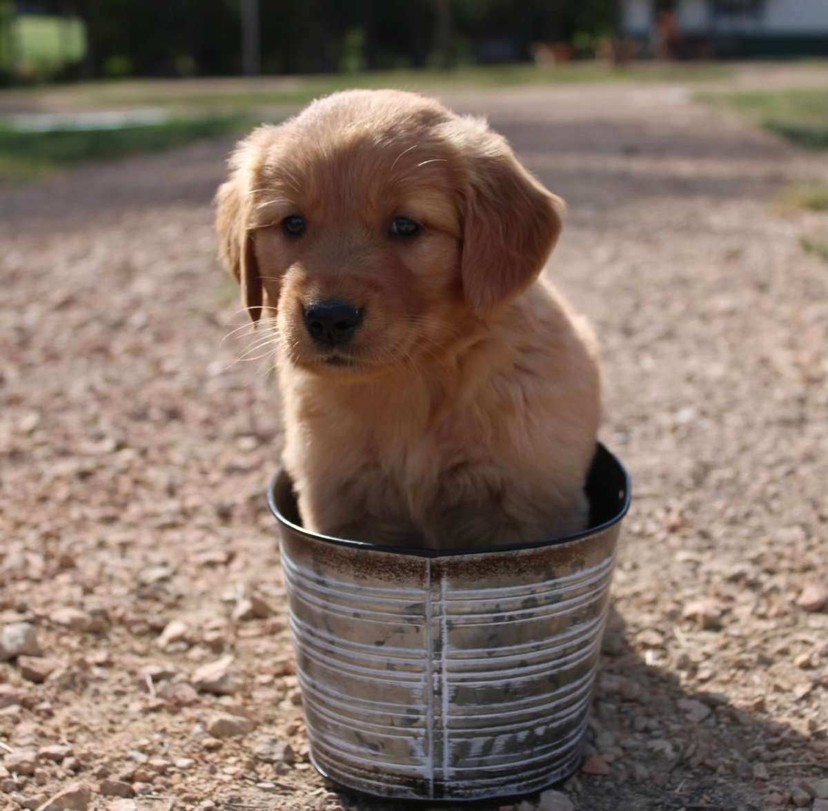 Golden Retriever Puppy