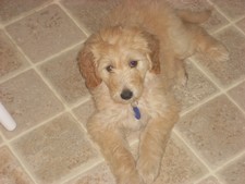 Her name is Olive, (Ollie) and she is one of our January Doodles.  (photo courtesy of new owners)