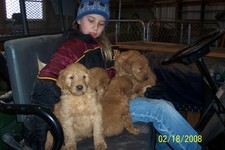 Golden Doodle Puppies - Nice colors