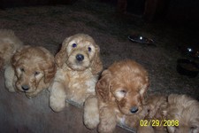 Golden Doodle Pups