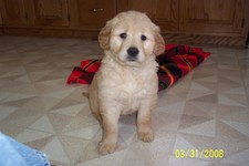 Female Golden Retriever ready for her new home