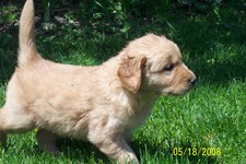 Male Golden Retriever puppy - 7 weeks old