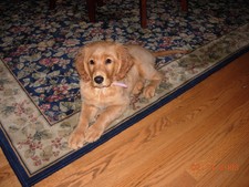 One of our female golden retrievers, photo courtesy of new owners