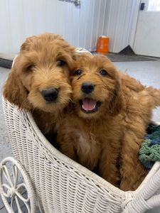 Goldendoodle Current Litter