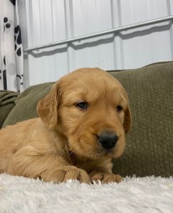 Golden Retriever Puppy 