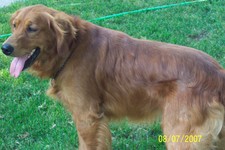 Gypsy of Island Farm,  one of our females