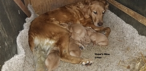 Hopes%20New%20Litter.jpg
