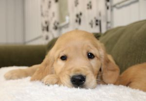 Golden Retriever Puppy 