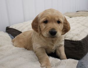 Golden Retriever Current Litter