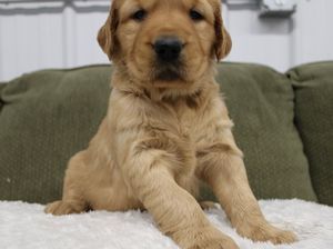 Golden Retriever Puppy 