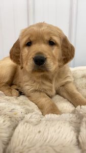 Golden Retriever Puppy 