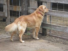 EISENHAUER OF ISLAND FARM (IKE)  our light Golden Retriever Sire