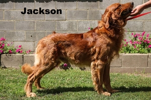 Jackson.jpg
