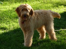 One of our Doodles...growing up!