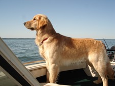 One of our light Goldens, photo courtesy of new owners.  