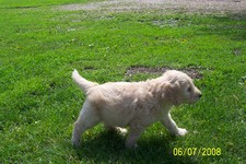 Male doodle puppy, almost 6 weeks old.  He will get more curly hair on the face, body and feet as he ages.  