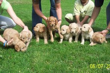 Our family of Doodles born 04-28-08