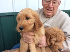 Golden doodle puppies