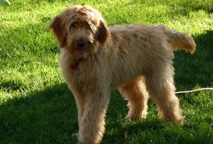 golden-doodles-breeder.jpg